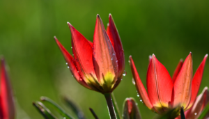 Manisa’nın Kırmızı Güzeli ÇOK YÜKSEK Tehlike Altında! 
